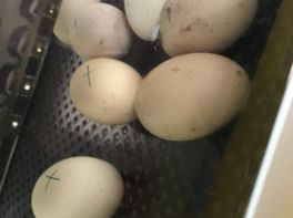 Mercy Chicks