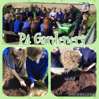 🍓🥕Busy P4 gardeners🌽