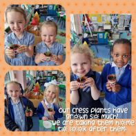 🪴 Look at our Cress plants they've grown so much!  😃