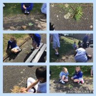 Forest Schools week in Primary 3