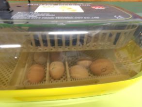 Its Very Eggciting in P3.