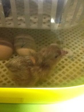 NEW LIFE IN MERCY!